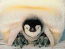 يک پنگوئن امپراتور و نوزادش