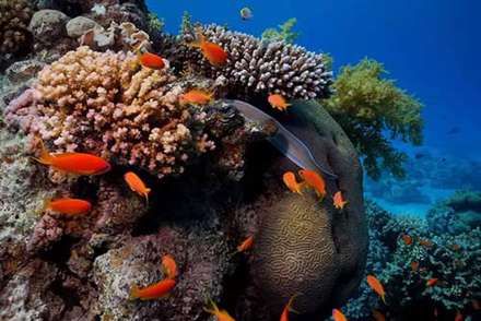 تصاوير زيبا از دنياي شگفت‌انگيز زير آب