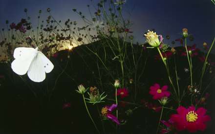 پروانه سفيد در شب