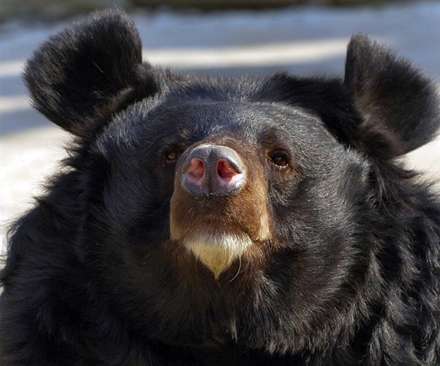 خرس سياه يا خرس هيماليايي