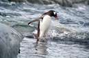 پنگوئن جنتو در قطب جنوب