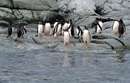 پنگوئن هاي جنتو در قطب جنوب
