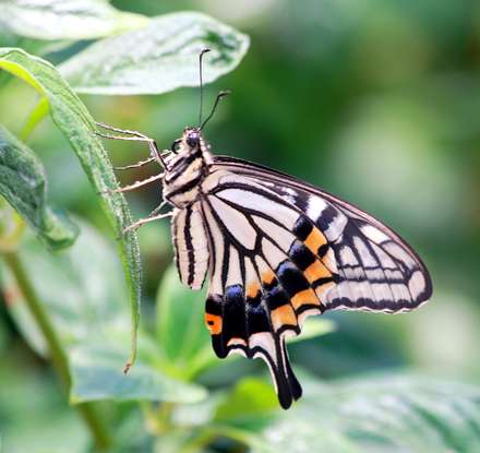 پروانه سياه و سفيد