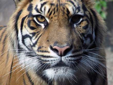 نماي بسته يك ببر عصباني