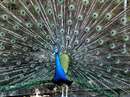 طاووس هندي بسيار زيبا با پرهاي باز