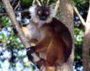 لمور سياه (Black Lemur)