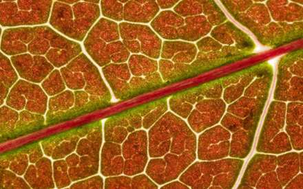 برگ قرمز زيبا از نماي بسيار نزديک