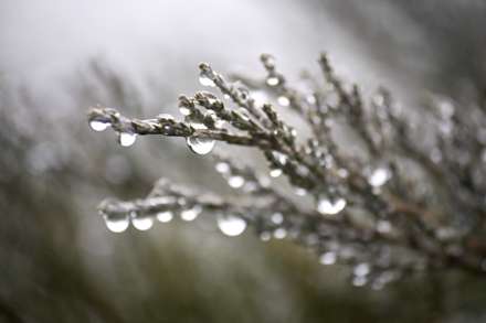 شاخه هاي درخت کاج اغشته به دانه هاي باران