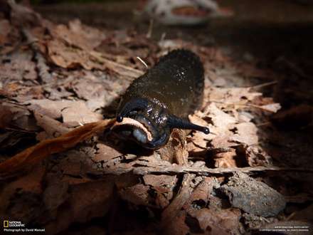 حلزون در حال خوردن (دندانهاي شکفت آور حلزون)