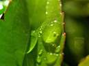 برگي سبز با قطرات باران