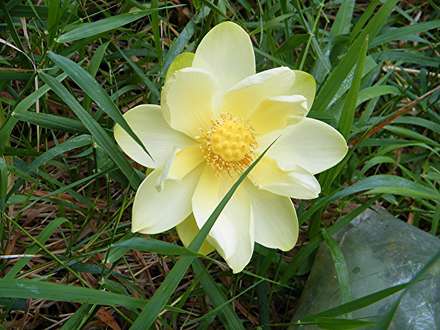 نيلوفر آبي معطر