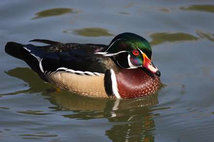 اردک وود - نر