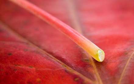 برگ قرمز از نماي نزديک