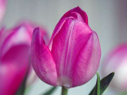 لاله صورتي زيبا