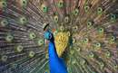 نماي نزديک ازطاووس هندي بسيار زيبا با پرهاي باز
