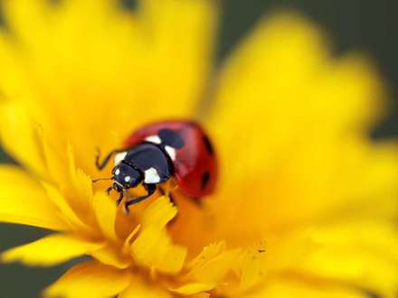 کفش دوزک هفت خال