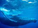 نهنگ گوژپشت همراه با بچه اش زير اب در هاوايي