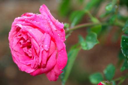 گل رز صورتي با قطرات ريز اب