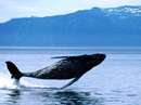 نهنگ گوژپشت در حال پرش روي اب