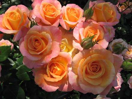 گل رز صورتي و نارنجي