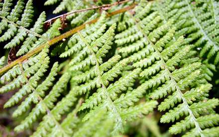 برگهاي سبز و ريز روي درخت