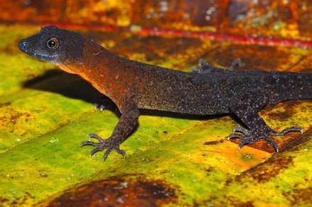 گونه هاي جديد زيستي کشف شده در آمازون