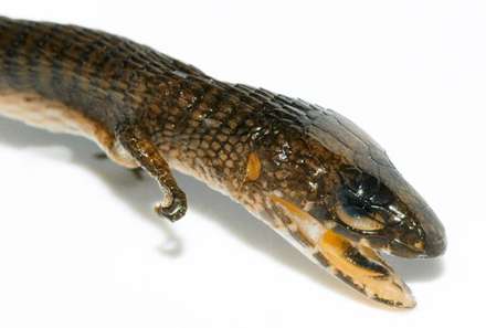 گونه هاي جديد زيستي کشف شده در آمازون