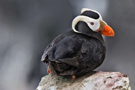 پوفين شاخدار (Tufted Puffin )