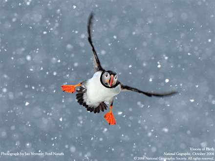 پوفين (Puffin ) در حال پرواز