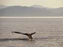 دم بيرون از اب يک نهنگ گوژپشت درالاسکا