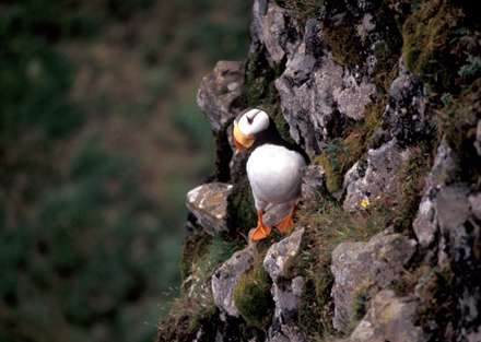 پوفين (Horned Puffin) گونه دوم