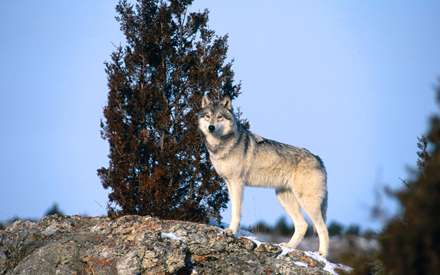 گرگ ماده تنها