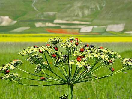 مجموعه اي از کفش دوزکها