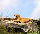 شيردر پارک حياط وحش Serengeti- افريقا