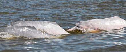 گونه هاي جديد زيستي کشف شده در آمازون