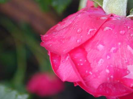 گل رز صورتي با قطرات ريز اب