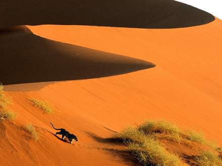 يوزپلنگ در تپه ي ماسه اي روان - ناميبيا