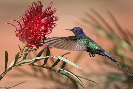 مرغ مگس خوار در حال پرواز