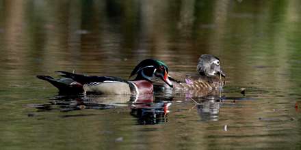 اردک وود - نر