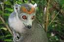 لمور تاج دار crowned lemur