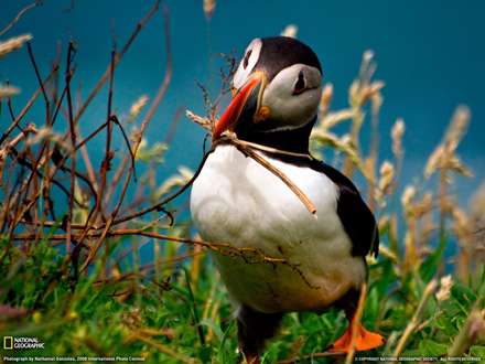 پوفين (Puffin )