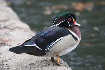 اردک وود - نر