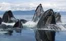 تصويري از چند نهنگ گوژپشت  که سرهاي خود را از اب بيرون اورده اند