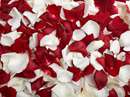 برگهاي پرپر شده سفيد و قرمز گل رز