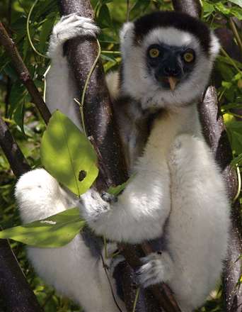 لمور Verreaux's Sifaka
