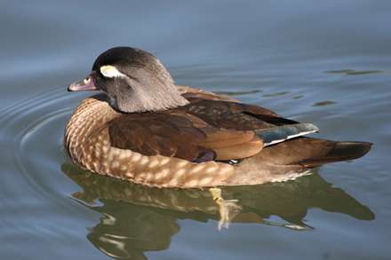 اردک وود - ماده