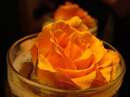 گل رز نارنجي داخل ليوان نوشابه