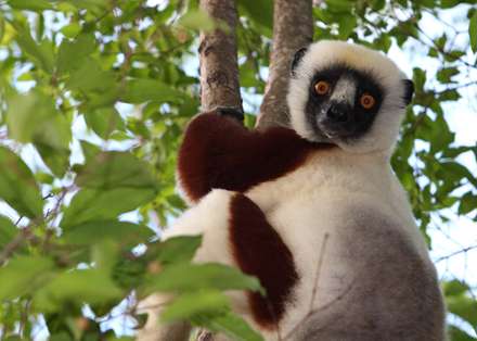 لمور (Coquerel's Sifaka)