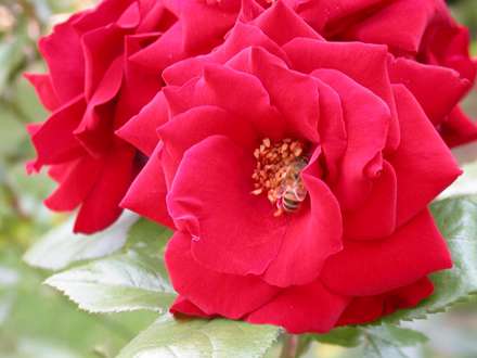 گل رز قرمز همراه با زنبور