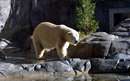 خرس قطبي در باغ وحش